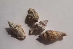 Strombus labiatus