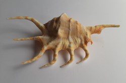 Lambis crocata