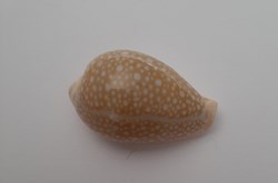Cypraea Miliaris