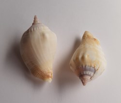 Margitrombus marginatus