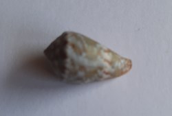 Conus ventricosus
