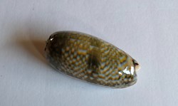 Oliva tricolor