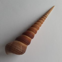Turritella terebra