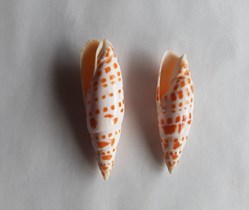 Mitra mitra