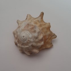Astraea Calcar