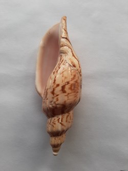 Fulgoraria hamillei