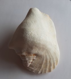 Strombus latissimus