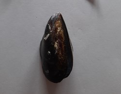 Mytilus