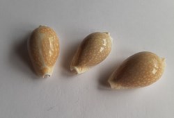 Erosaria miliaris