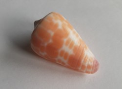 Conus tesulatus