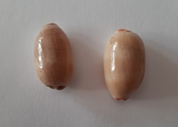 Cypraea Isabella