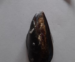 Mytilus