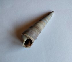 Turritella bacillum