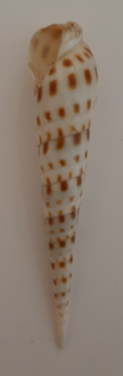 Turritella Terebra
