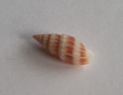 Vexilium michaui