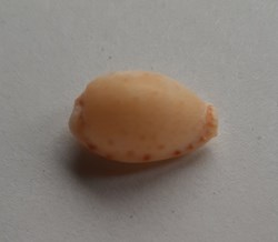Erosaria spurca