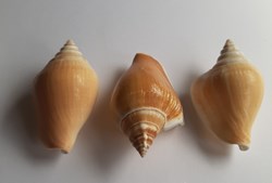 Laevistrombus canarium