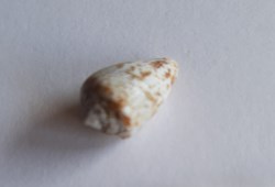 Conus damottai galeao