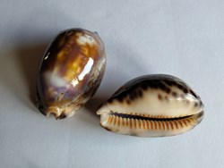 Mauritia eglantina violet