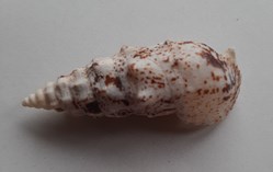 Pseudovergatus aluco