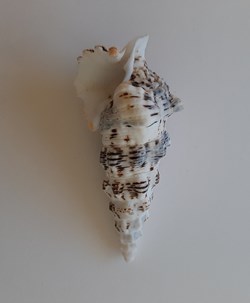 Cerithium nodulosum