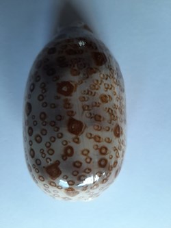 Cypraea Argus