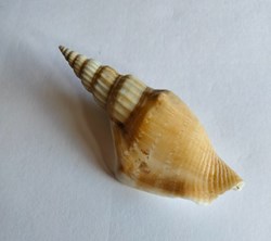 Doxander operosus