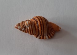 Cymatium Hepaicum