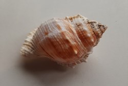 Bufonaria rana