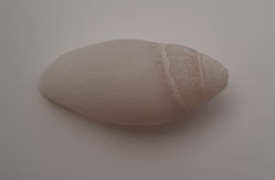 Mitra Nucea