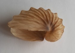 Argonauta boettgeri