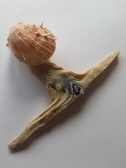 Milleus Albus