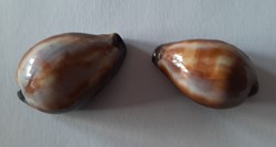 Cypraea erronea Onix