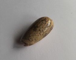 Oliva sericea