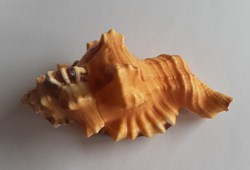 cymatium lotorum