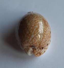 Cypraea lamarckii lamarckii