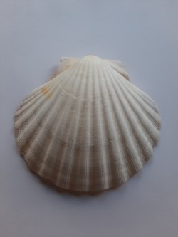 Vieira