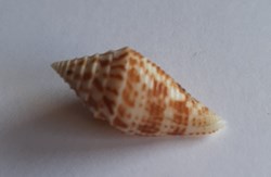 Conus praecellens