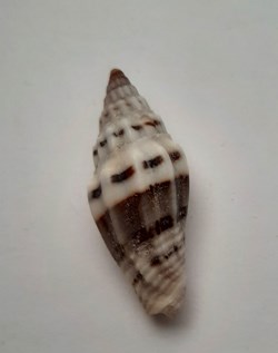 Vexilium Plicarium