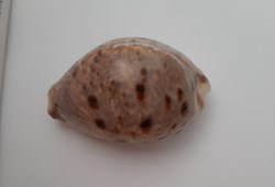 Cypraea lyncina Linx