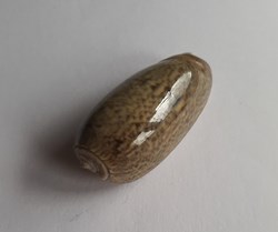 Oliva vidua cincta