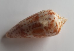 Conus lynceus