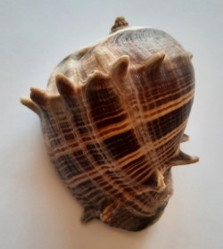 Melongena Melongena