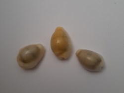 Erosaria Moneta