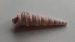 Turritella duplicata