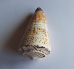 Conus thalassiarchus