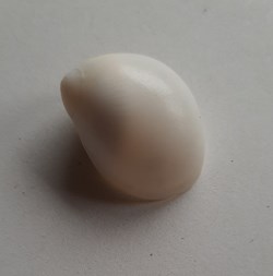 Polinices flemingianus
