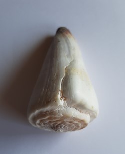 Conus distans