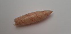 Terebellum Terebellum