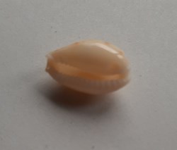 Erosaria spurca